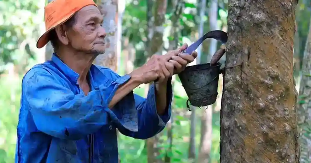 Faktor yang Mempengaruhi Harga Getah Sabah Hari Ini