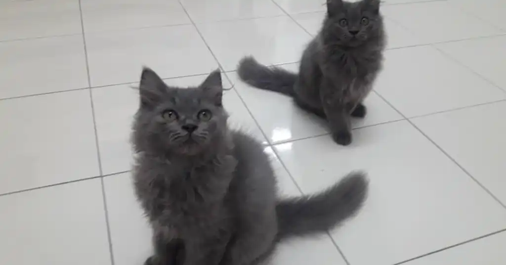 Faktor yang Mempengaruhi Harga Kucing Parsi Kelabu