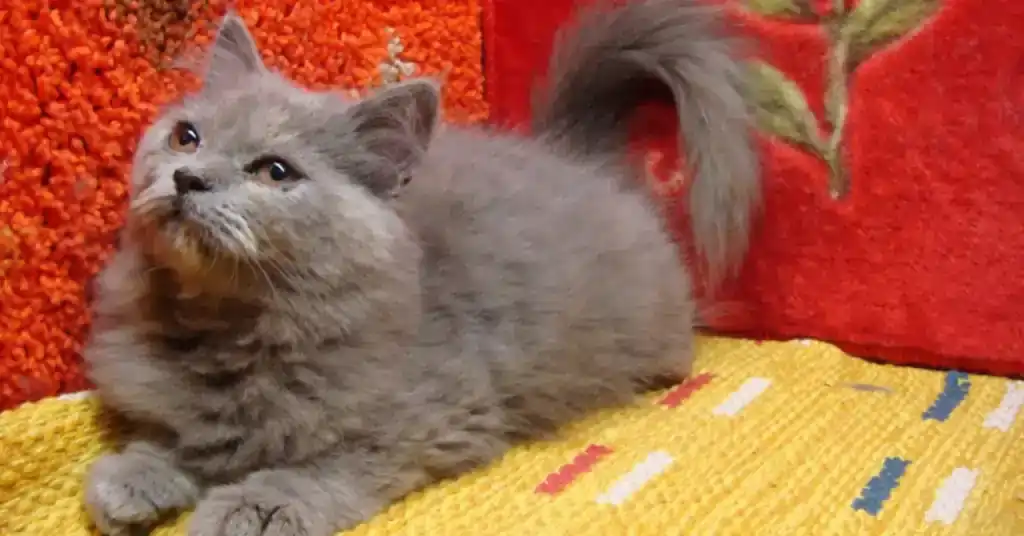 Kos Rawatan Kucing Parsi Kelabu