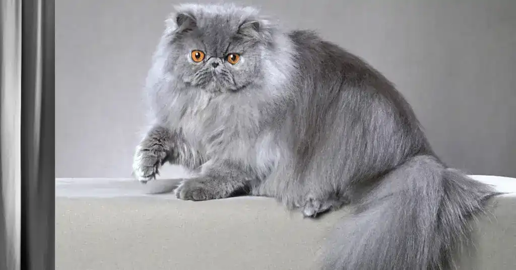 Petua Membeli Kucing Parsi Kelabu