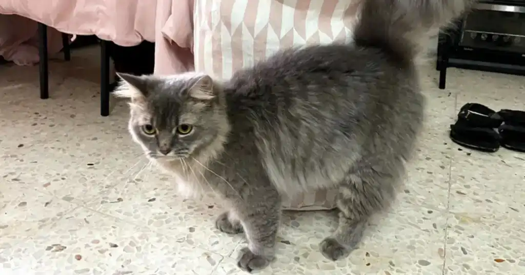 Petua Mengurangkan Harga Kucing Parsi Kelabu