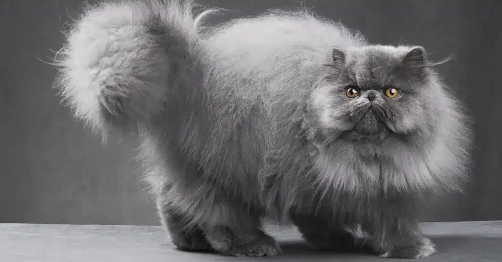 Senarai Harga Kucing Parsi Kelabu di Malaysia