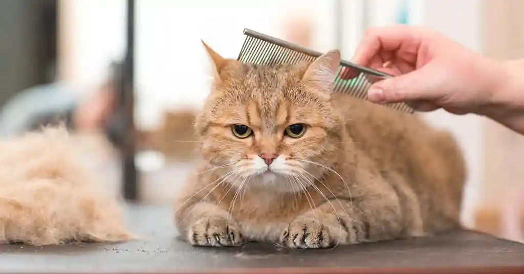 Harga Grooming Kucing di Malaysia