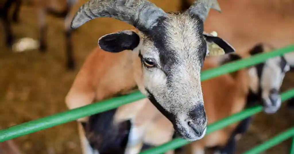 Harga Kambing Aqiqah Terkini