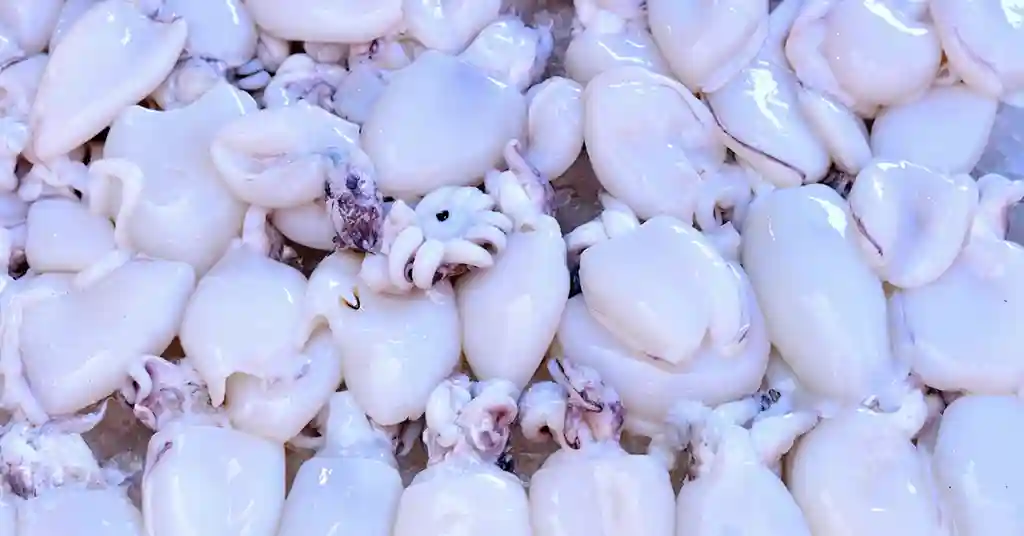 Harga Sotong Sekilo di Malaysia