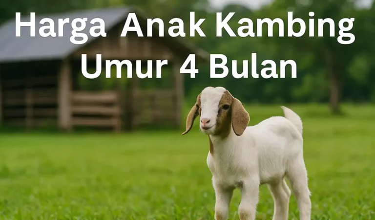 Harga Anak Kambing Umur 4 Bulan di Malaysia